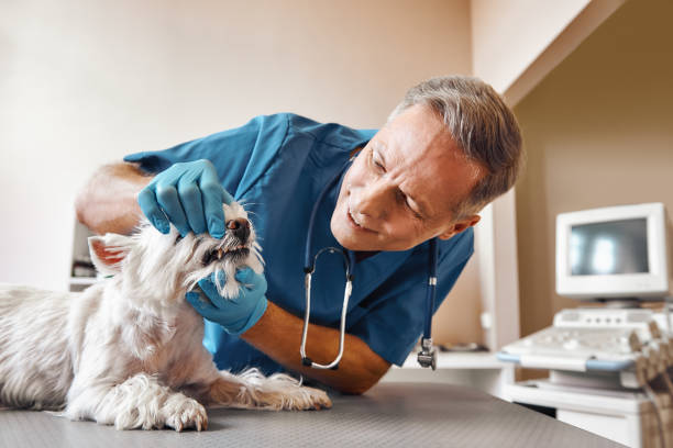 Best Emergency Root Canal Treatment in Navy Yard City, WA